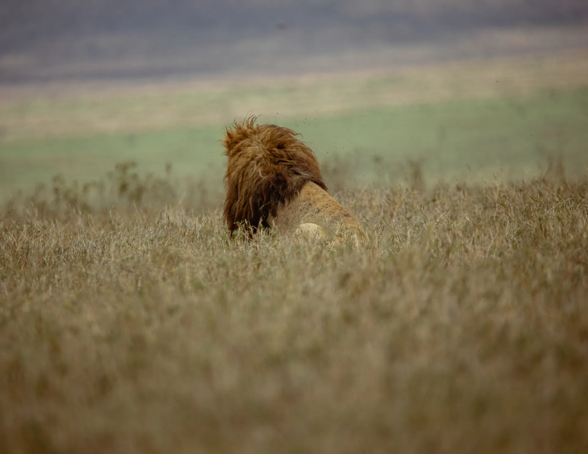 Lion in an East African safari landscape